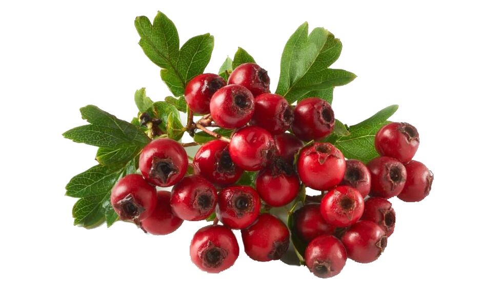Hawthorn em Tonerin